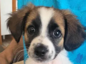 Cachorro raça Indefinida idade 2 a 6 meses nome Mel