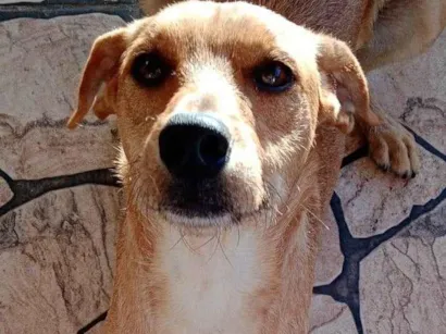 Cachorro raça SRD-ViraLata idade 2 anos nome Bombom