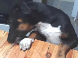 Cachorro raça Pitbull com vira lata  idade 7 a 11 meses nome Akira