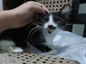Gato raça Preta e branca idade 2 a 6 meses nome Aries 