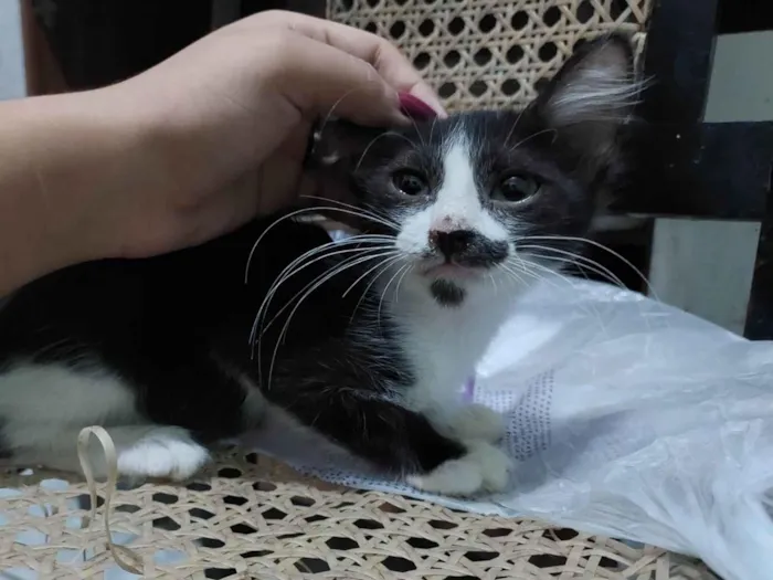 Gato ra a Preta e branca idade 2 a 6 meses nome Aries 