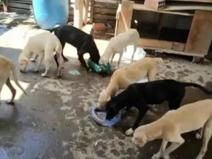 Cachorro raça SRD-ViraLata idade 2 a 6 meses nome SEIS FILHOTÕES