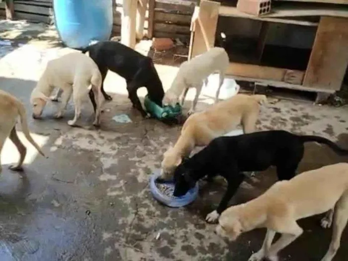 Cachorro ra a SRD-ViraLata idade 2 a 6 meses nome SEIS FILHOTÕES