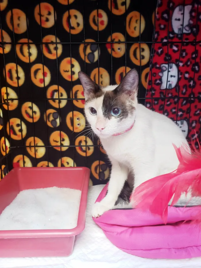 Gato raça SRD-ViraLata idade 7 a 11 meses nome Mila