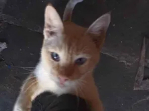 Gato raça SRD-ViraLata idade 7 a 11 meses nome PITYCO