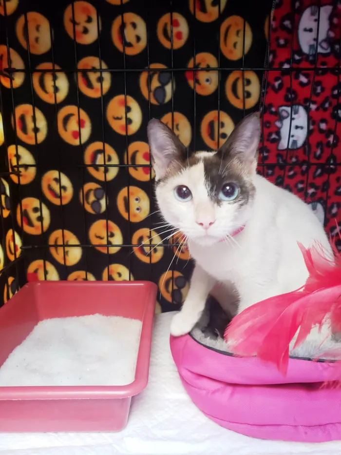 Gato raça SRD-ViraLata idade 7 a 11 meses nome Mila