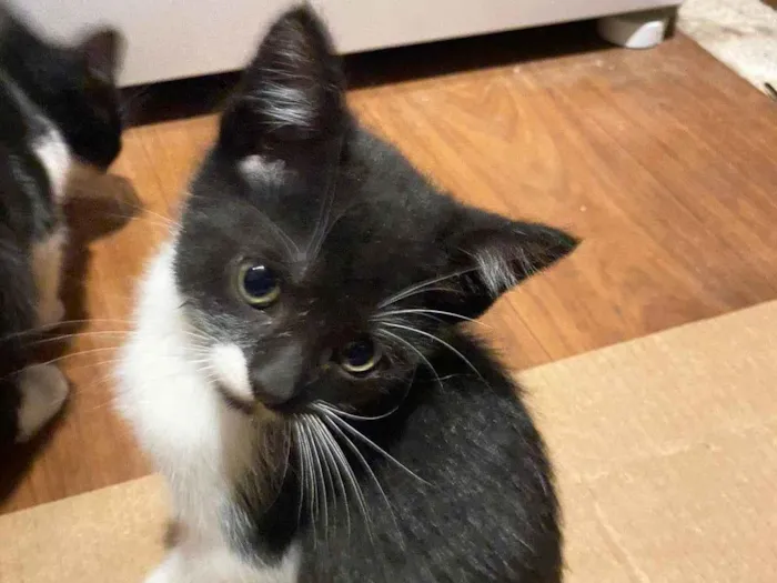 Gato ra a SRD-ViraLata idade 2 a 6 meses nome Bigode