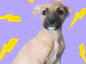 Cachorro raça Srd idade Abaixo de 2 meses nome ENZO
