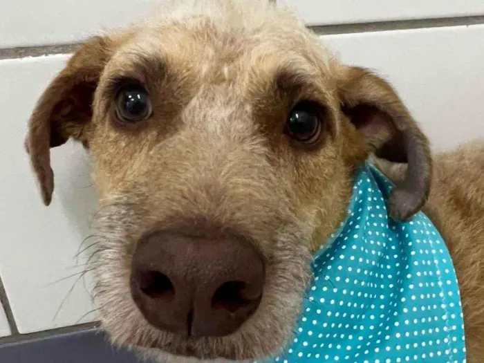 Cachorro ra a SRD-ViraLata idade 2 anos nome Leão