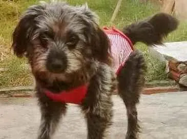 Cachorro raça SRD-ViraLata idade 7 a 11 meses nome JUJU FÊMEA