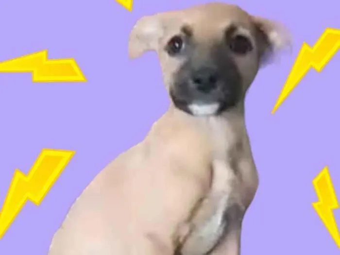 Cachorro raça Srd idade Abaixo de 2 meses nome ENZO