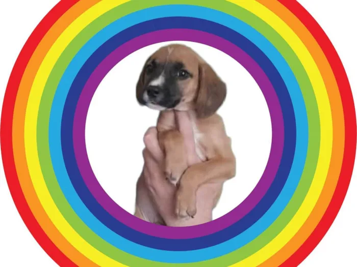 Cachorro raça Srd idade 2 a 6 meses nome RAY