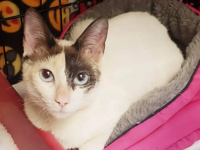 Gato raça SRD-ViraLata idade 7 a 11 meses nome Mila