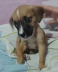 Cachorro raça Srd idade 2 a 6 meses nome RAY