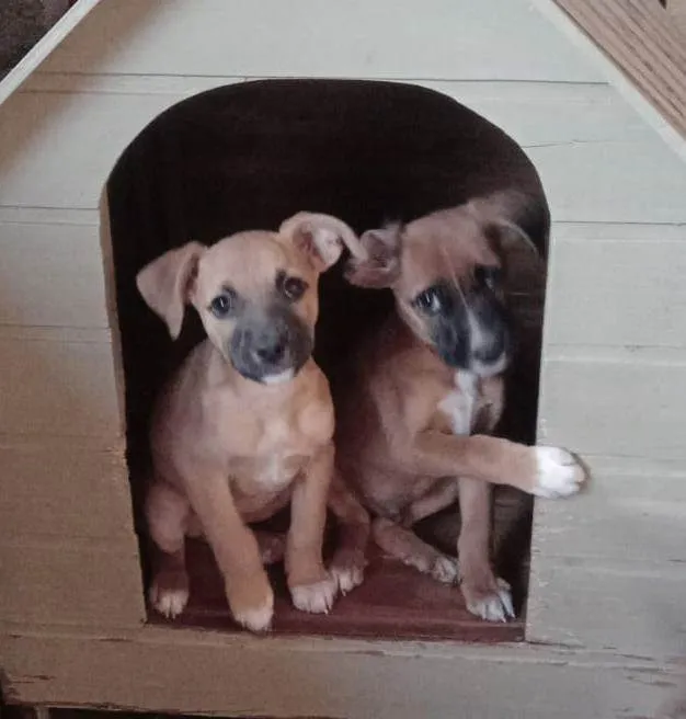 Cachorro raça Srd idade 2 a 6 meses nome MALIK