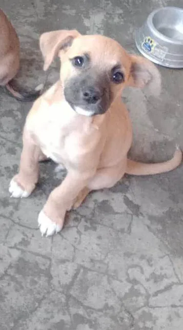 Cachorro raça Srd idade Abaixo de 2 meses nome ENZO