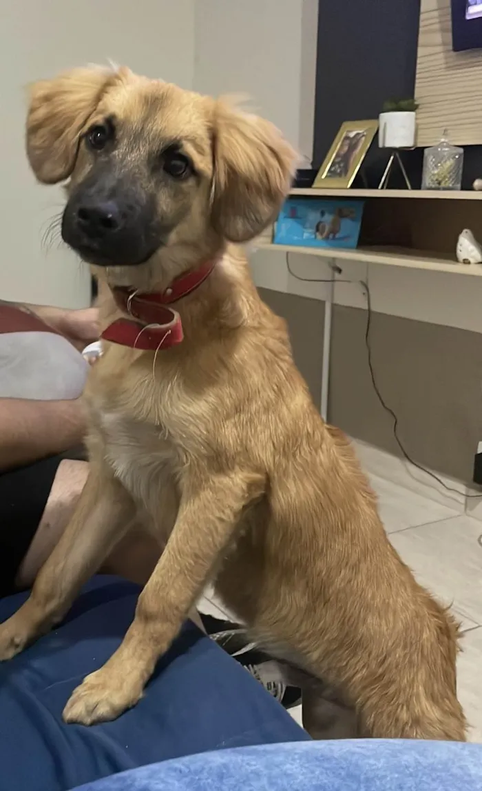 Cachorro ra a SRD-ViraLata idade 1 ano nome Duke