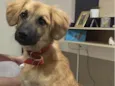 Duke