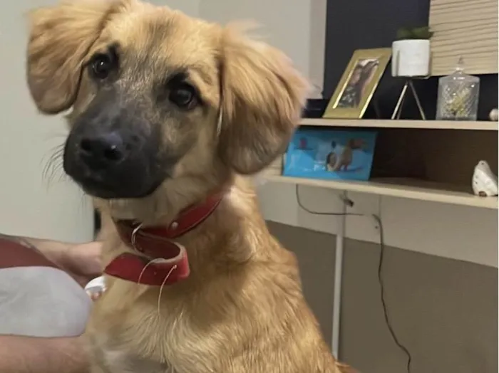 Cachorro ra a SRD-ViraLata idade 1 ano nome Duke