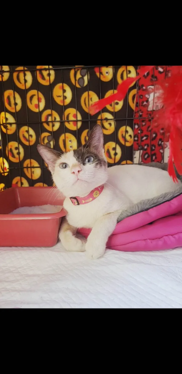 Gato raça SRD-ViraLata idade 7 a 11 meses nome Mila