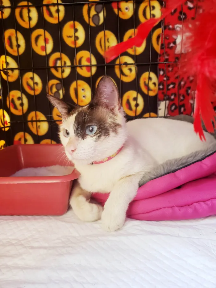 Gato raça SRD-ViraLata idade 7 a 11 meses nome Mila