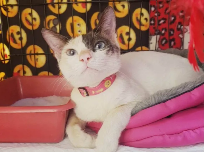 Gato raça SRD-ViraLata idade 7 a 11 meses nome Mila