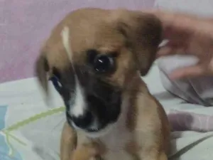 Cachorro raça Srd idade 2 a 6 meses nome RAY