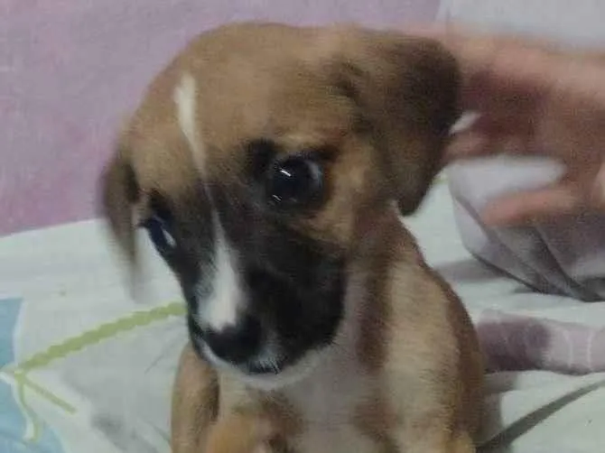 Cachorro raça Srd idade 2 a 6 meses nome RAY