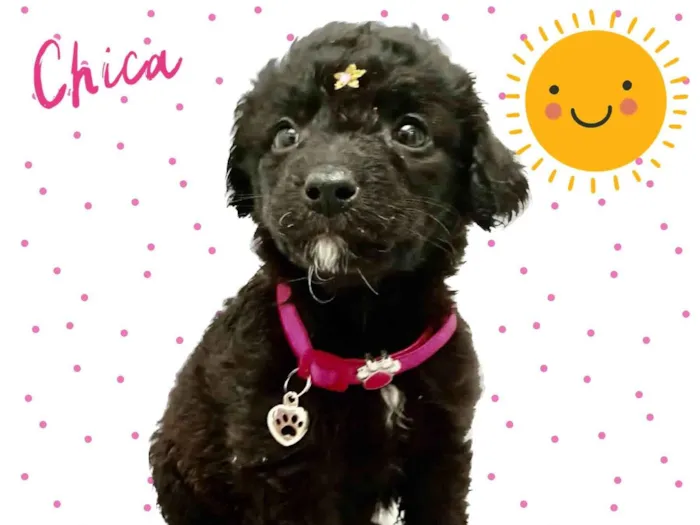 Cachorro raça Srd idade 2 a 6 meses nome Chica