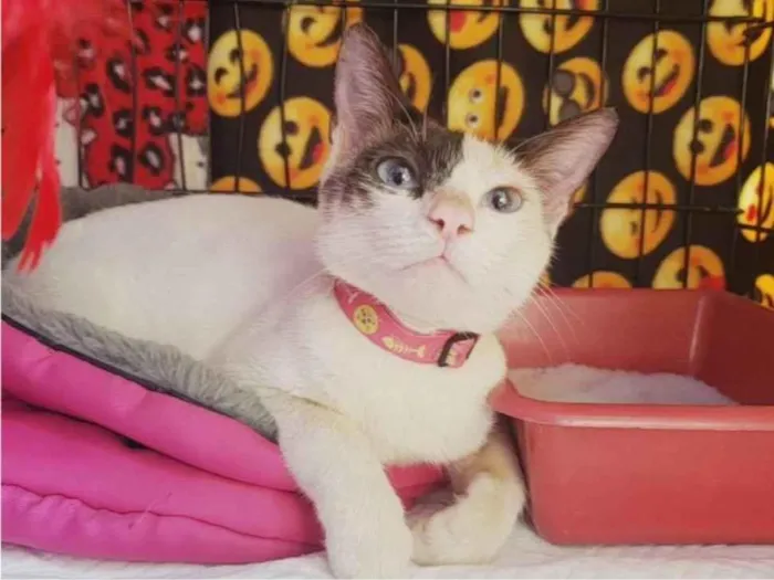 Gato raça SRD-ViraLata idade 7 a 11 meses nome Mila