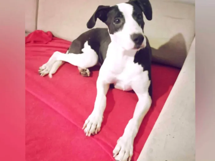 Cachorro raça SRD-ViraLata idade 1 ano nome Akira