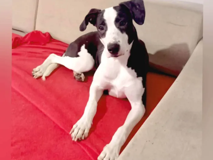 Cachorro raça SRD-ViraLata idade 1 ano nome Akira