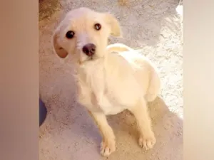 Cachorro raça SRD-ViraLata idade 2 a 6 meses nome Melzinha