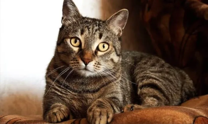 Gato raça SRD-ViraLata idade 2 a 6 meses nome Rita Lee