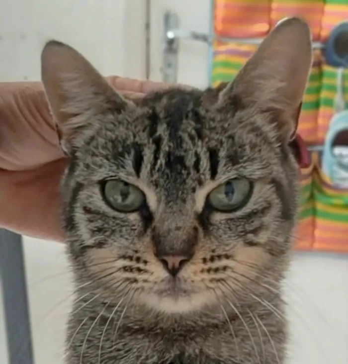 Gato raça SRD-ViraLata idade 2 a 6 meses nome Rita Lee