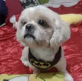 Duque 