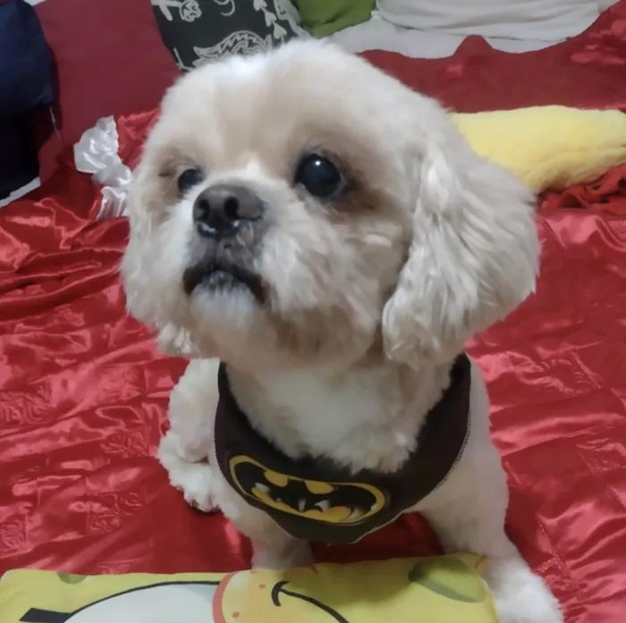 Cachorro ra a Shitzu  idade 4 anos nome Duque 