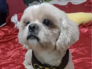 Cachorro raça Shitzu  idade 4 anos nome Duque 