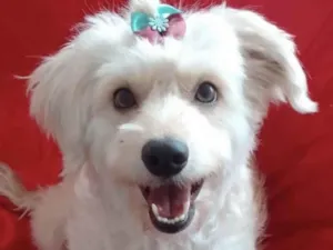 Cachorro raça Poodle idade 1 ano nome Kiara 