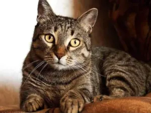 Gato raça SRD-ViraLata idade 2 a 6 meses nome Rita Lee