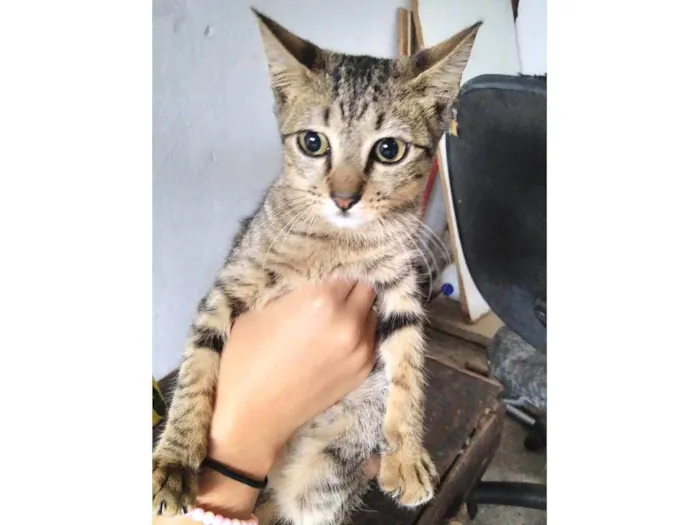Gato raça  idade 7 a 11 meses nome Ártemis