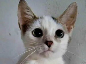 Gato raça  idade 2 a 6 meses nome Fred