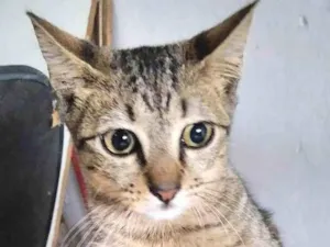Gato raça  idade 7 a 11 meses nome Ártemis