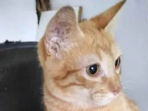 Gato raça  idade 7 a 11 meses nome Apolo