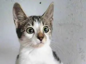 Gato raça  idade 2 a 6 meses nome Agar
