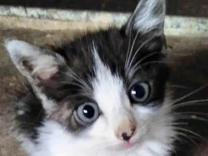 Gato raça  idade Abaixo de 2 meses nome Pelotas