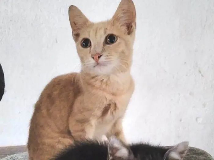 Gato raça  idade 7 a 11 meses nome Yoda