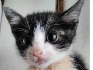 Gato raça  idade Abaixo de 2 meses nome Bolinha