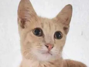 Gato raça  idade 7 a 11 meses nome Yoda