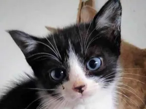 Gato raça  idade Abaixo de 2 meses nome Pudim